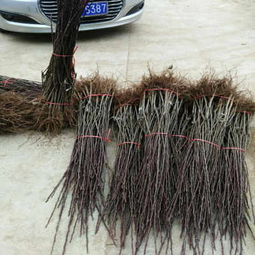 金川雪梨樹苗批發(fā)市場拓展唐山渠道 陜西種苗助力北方農(nóng)業(yè)升級(jí)