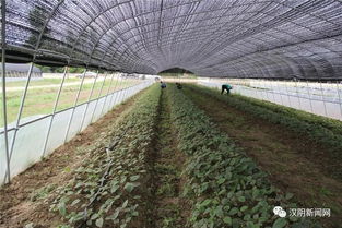 走好龍頭企業(yè)與集體經(jīng)濟(jì)融合發(fā)展之路——二論漢陰縣鎮(zhèn)園產(chǎn)業(yè)聯(lián)盟模式對鄉(xiāng)村產(chǎn)業(yè)振興的啟示