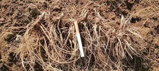 陜西商洛鎮安縣精品蒼術種苗批發，助力中藥材產業發展