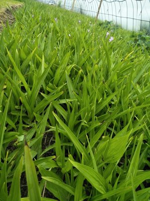 陜西商洛山陽(yáng)縣 優(yōu)質(zhì)白芨種苗產(chǎn)業(yè)發(fā)展與市場(chǎng)前景探析