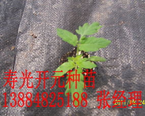 工廠化育苗新標(biāo)桿 從壽光開(kāi)元到陜西，番茄種苗產(chǎn)業(yè)的升級(jí)之路